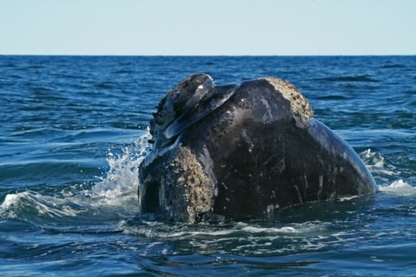 Southern Right Whale 13