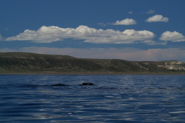 Southern Right Whale & Peninsula Valdes
