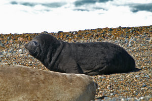 Southern Elephant Seals 6