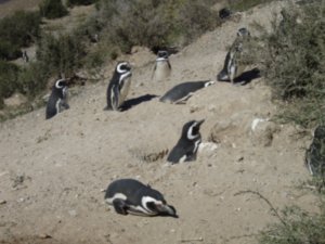 Magellanic Penguins 3