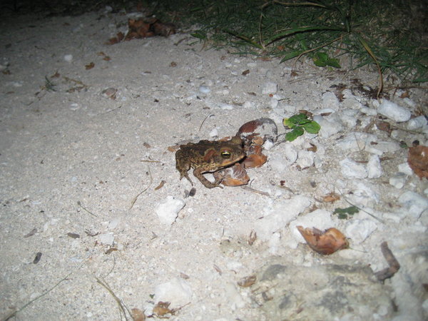 little brown frog