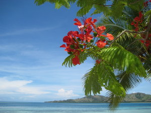 red flowers on trees all over the islands