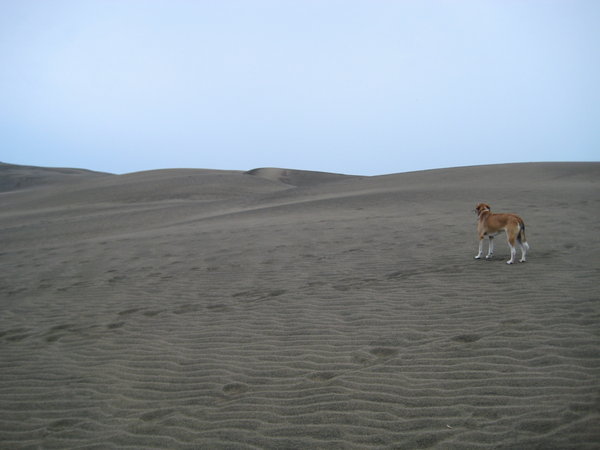 dune dog 3