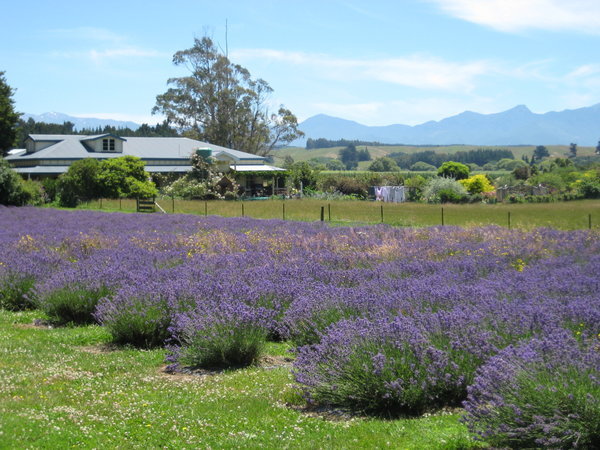 lavendar field