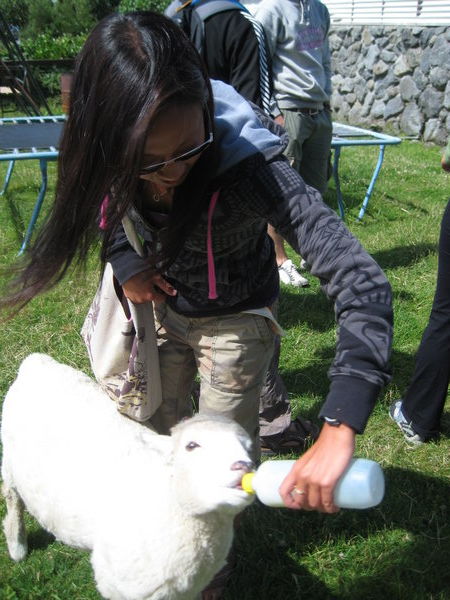 emily had a little lamb...