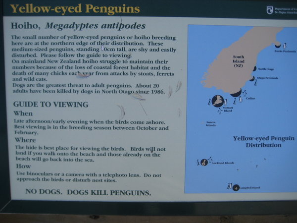 yellow-eyed penguin information