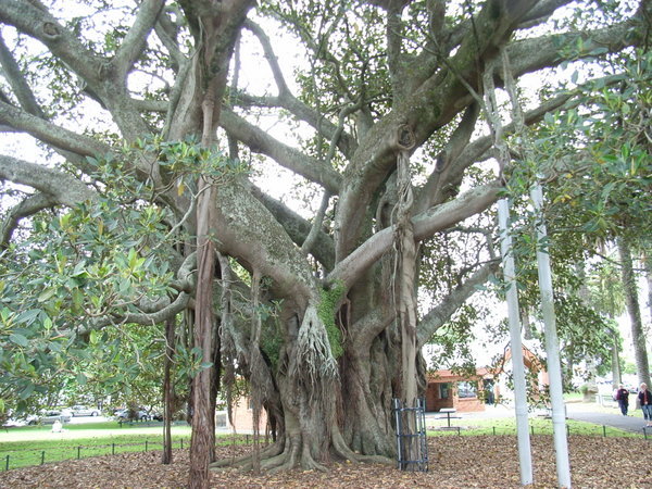 The Moreton Bay Fig Tree