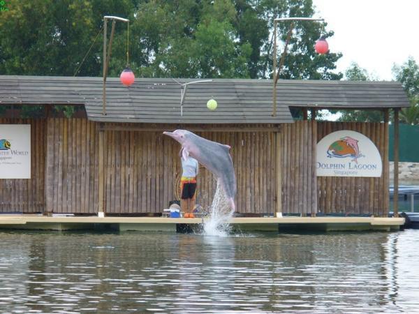 Pink Dolphin Han kicking the hanging yellow ball 