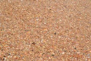 The beach is made of shells not sand
