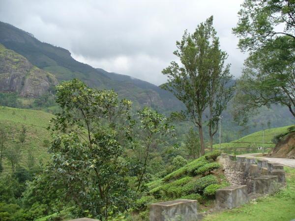 Munnar - Tea plantations