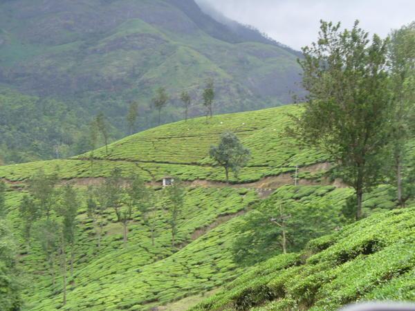 Munnar - Tea plantations