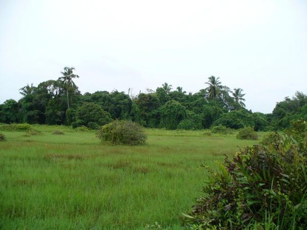 Kumarakkom - The lush green fields of Kerala