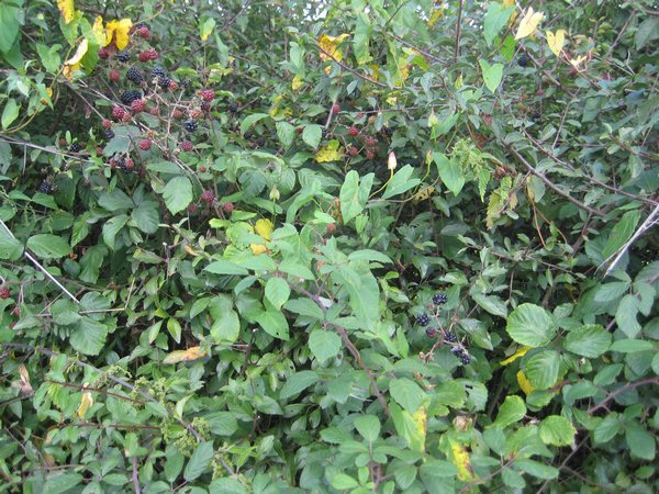 Blackberry bushes