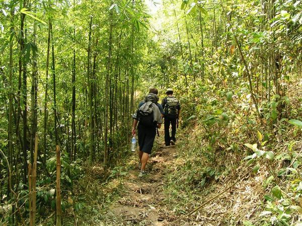 walking thru the bamboo forest- ORSM!