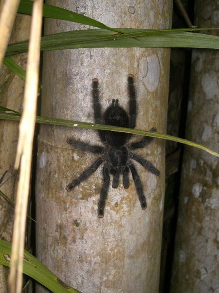 resident Pink-toed tarantula