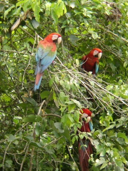 red and green macaws