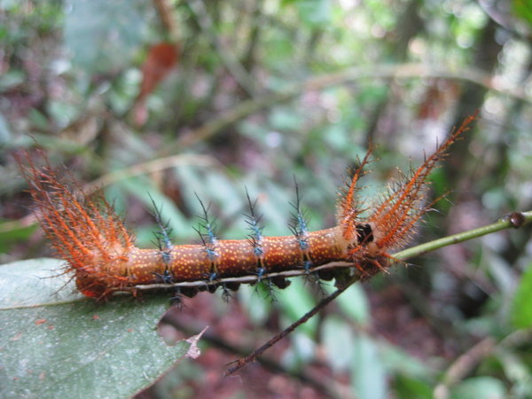 beautiful (but rather painful) caterpillar
