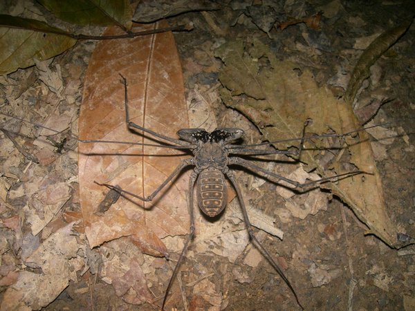Tail less whip scorpion