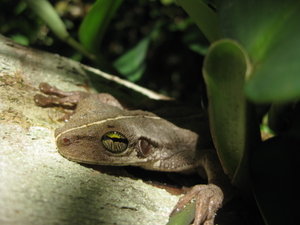 osteocephalus taurinus (aka treefrog face)