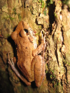 another unknown tree frog 