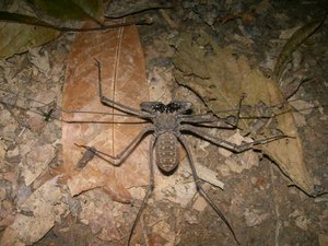 Tail less whip scorpion