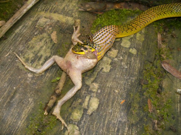 snake eating frog