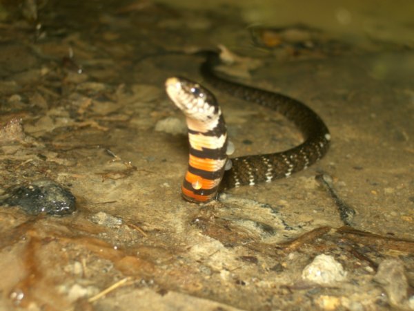 Tri-coloured swamp snake