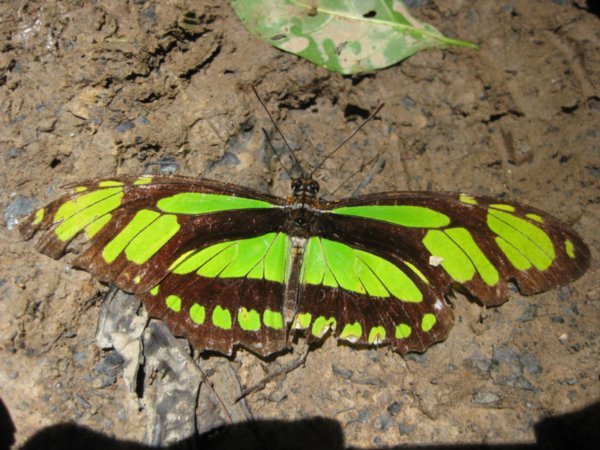 Heliconid butterfly