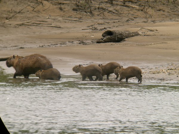 Capybaras 