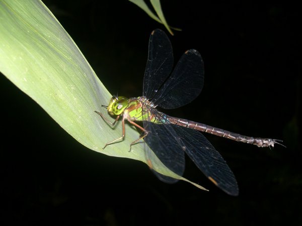 Dragonfly resting at night