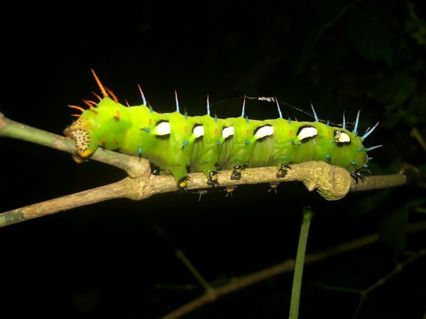 Big catterpillar