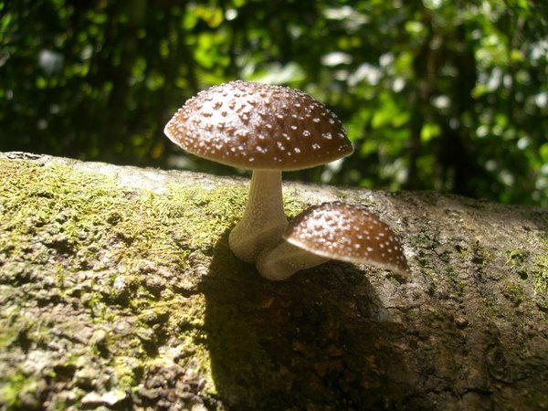 Nice mushrooms