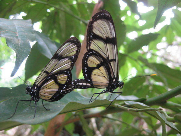 Heliconid butterflies mating
