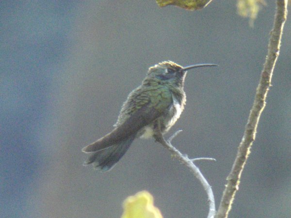 cloud-forest humming bird