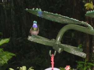 Monteverde- Costa Rica
