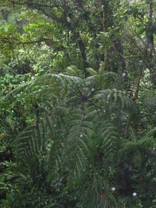 Cloud forest- Monteverde