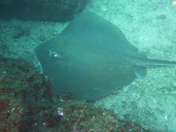 another southern stingray