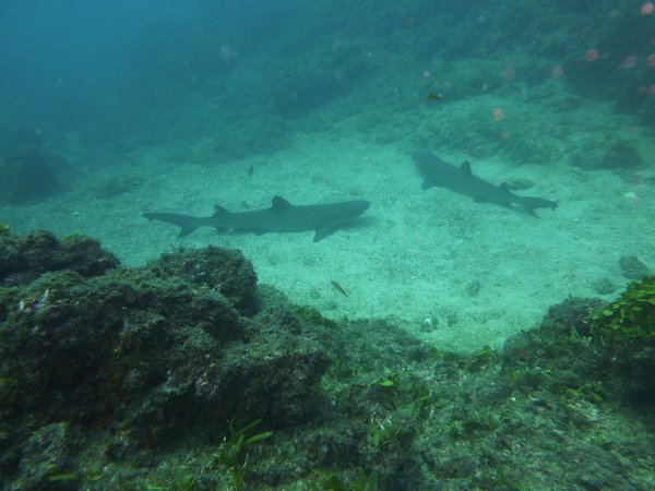 white-tip reef sharks