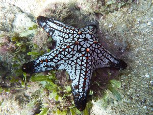 pretty starfish