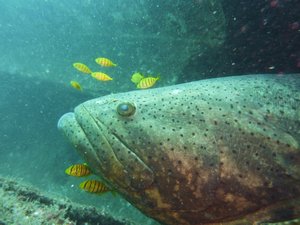 grouper with golden jack cleaner fish