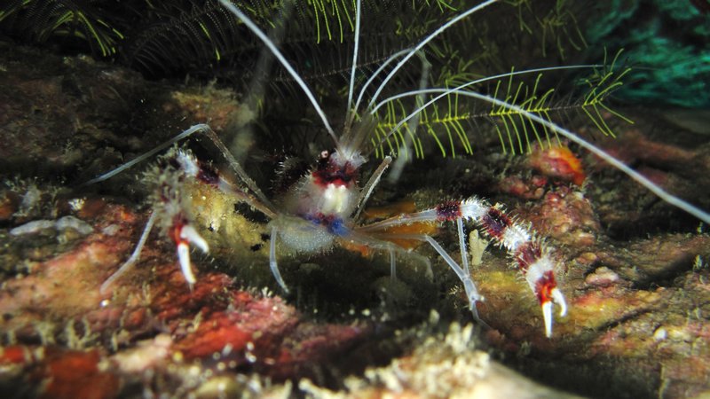 banded boxer shrimp