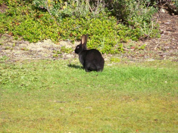 Habían conejos por todos lados pero sólo vimos uno negro.