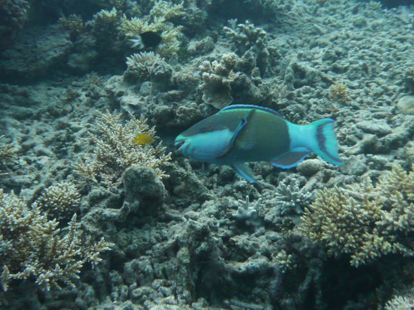 bicolour parrot fish