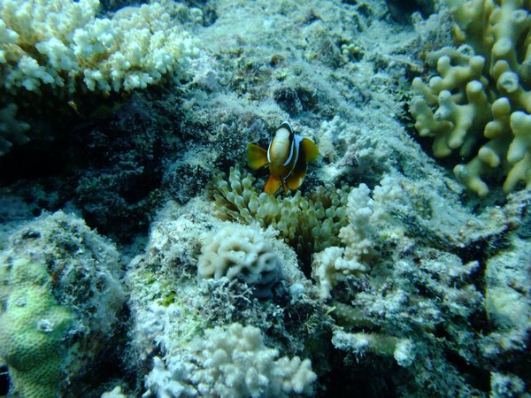 aNEMOne fish (clown fish)