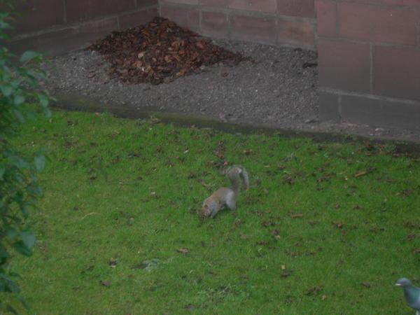 Yet another Squirrel in Britain!