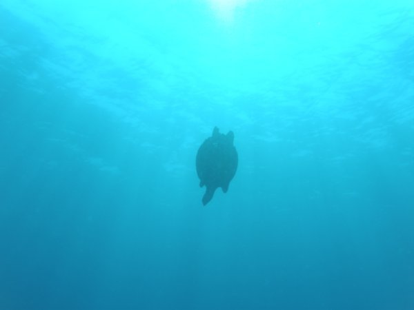 Ocean wanderer returning to the deep