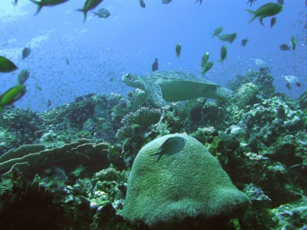 Turtle Reefscape