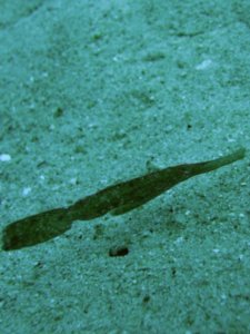 Robust Ghost pipefish
