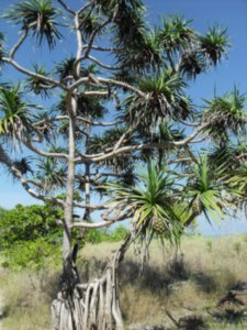 Wild Pineapple tree