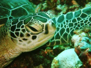 Green Turtle Close up